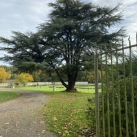 Un arbre remarquable dans le parc du chateau de Roberval